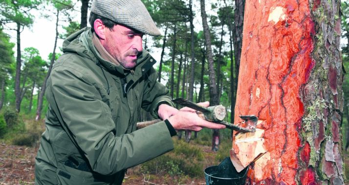 Un resinero trabajando en un pinar cercano a Almazán. /SN