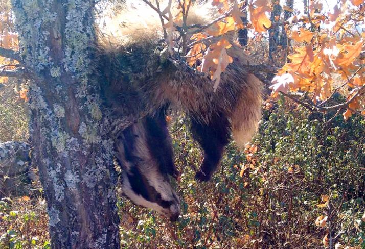 El cadáver colgado de un árbol./AMAR