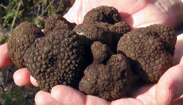 El hongo sigue concitando la atención turística./SN