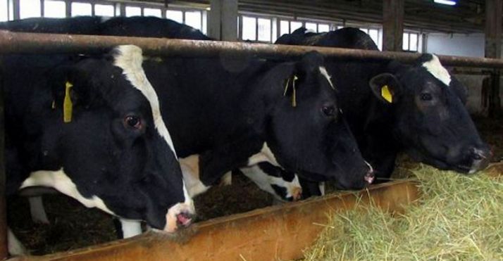 Cabezas de vacuno de leche/ SN