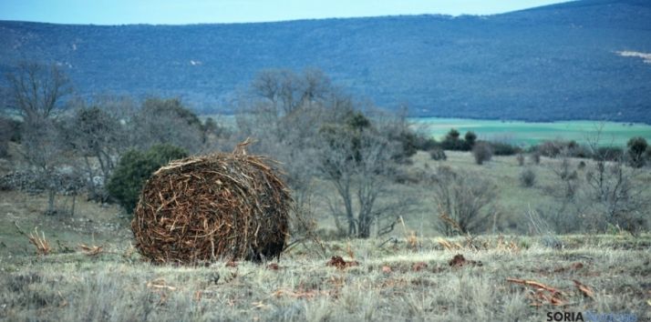 Pacas de biomasa en un monte de la provincia. /SN