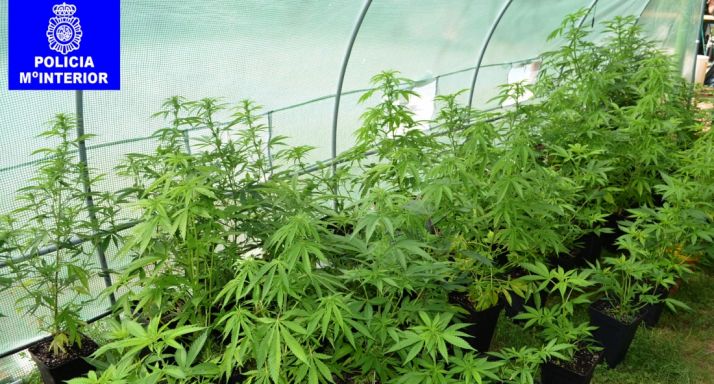 Las plantas y las sustancias aprehendidas podrían alcanzar los 150.00 euros en el mercado ilegal.