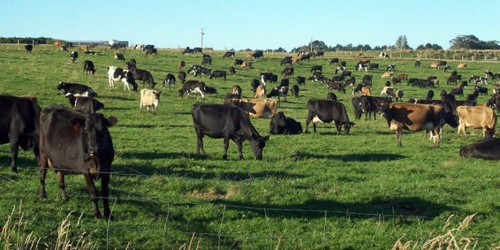 Ganado vacuno extensivo.