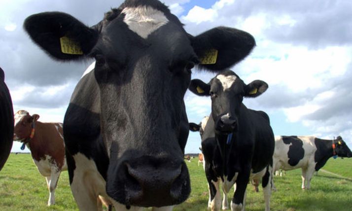 La iniciativa parlamentaria pide legalidad.