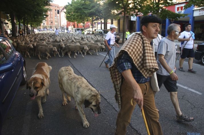 Recreación de la trashumancia en la capital soriana. /SN