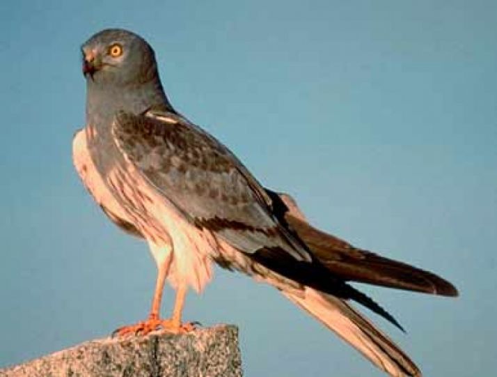 Un ejemplar de esta rapaz.