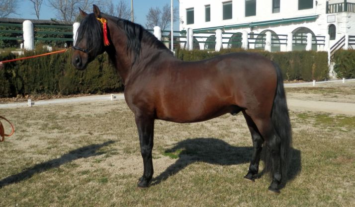 Cerbal, caballo de raza española.