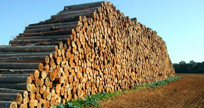 Pila de troncos recién cortados.