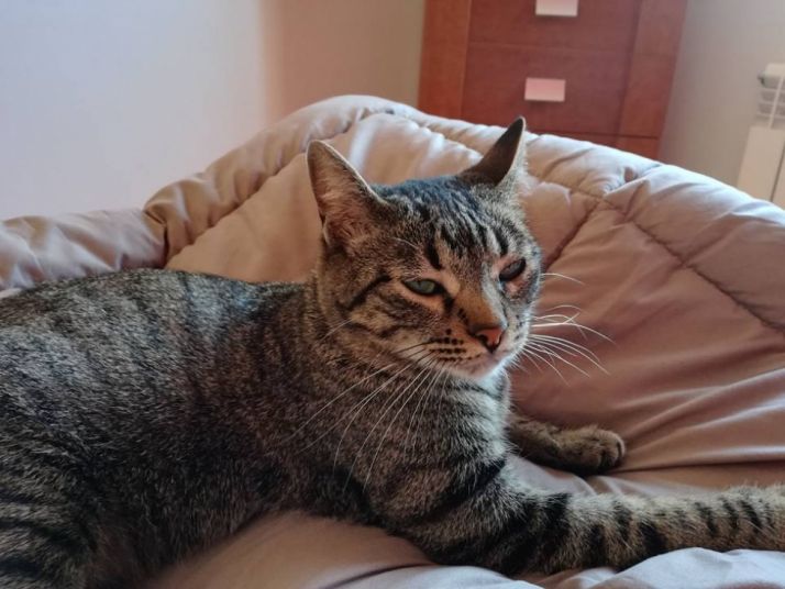 Kelpie, la gata perdida en Almazán.