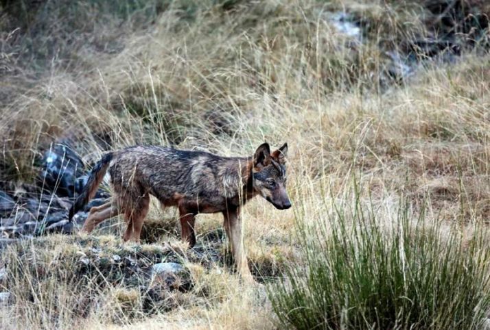 La presencia del lobo en Castilla y León, siempre en discusión.