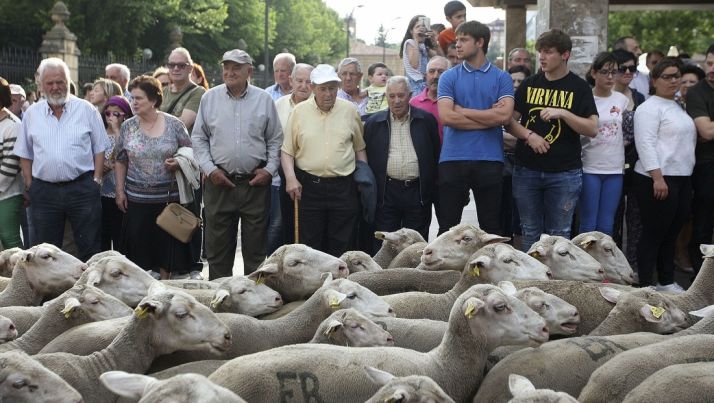 Imagen del paso del ganado por la capital./SN