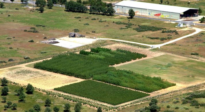 Plantaciones para biomasa en el Céder.