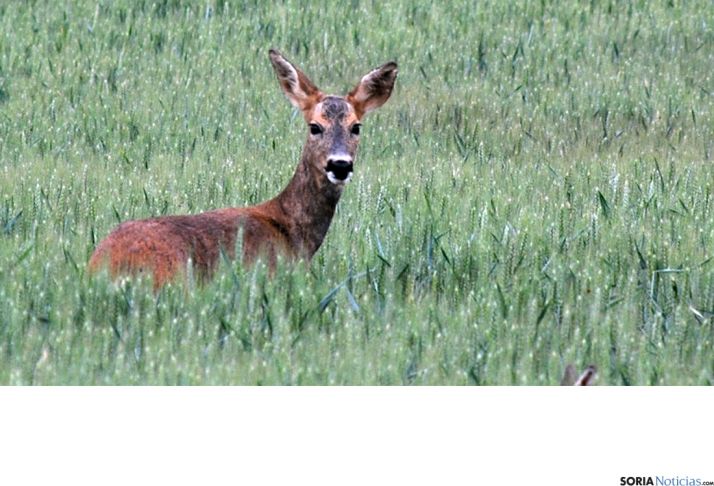 Una corza en un campo de cereal de la provincia./SN