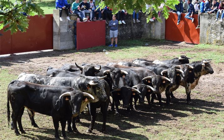 Galería de fotos: novillos grandes para La Saca