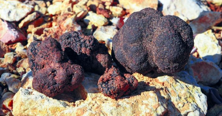 Dictaminadas 12 ayudas para el cultivo de la trufa negra