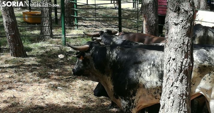 Novillos en La Venta del Aire