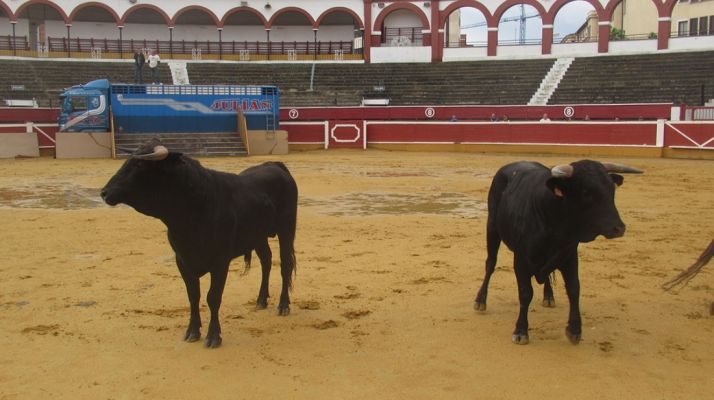 Algunos de los novillos del Viernes de Toros. SN
