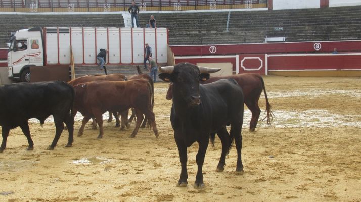 Los astados en La Chata. SN