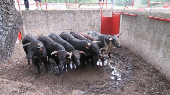 7+5 novillos en el encierro previo a la Saca