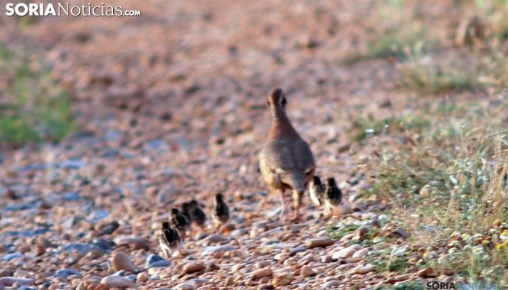 Una perdiz con sus crías en un monte de la provincia./SN