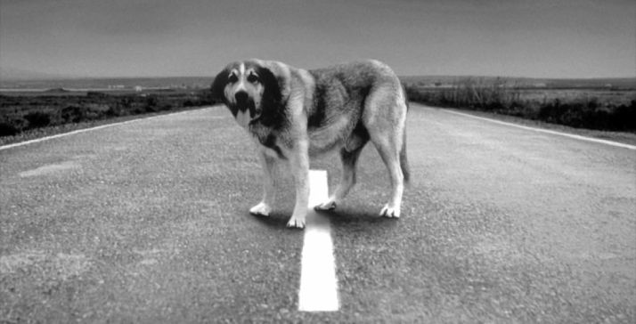 Un perro abandonado en una carretera.