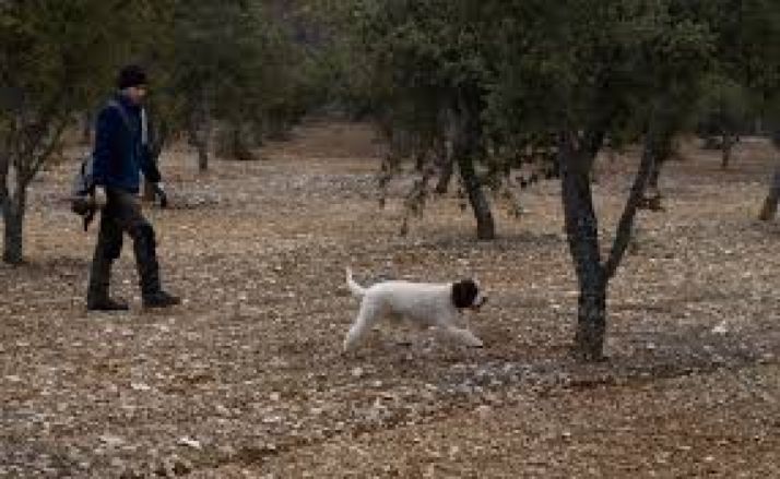 Finca trufera en Soria