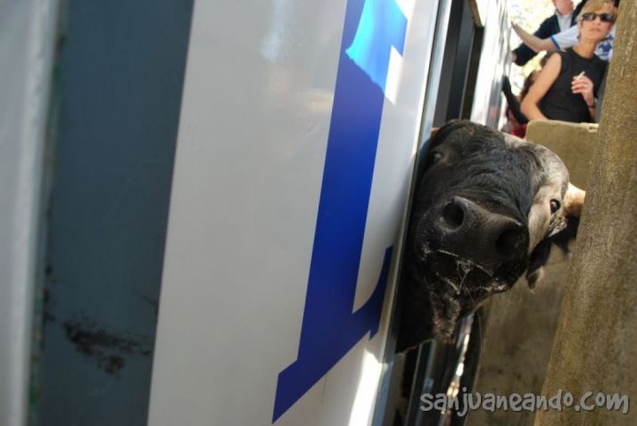 Un novillo a su llegada a Valonsadero. Sanjuaneando 