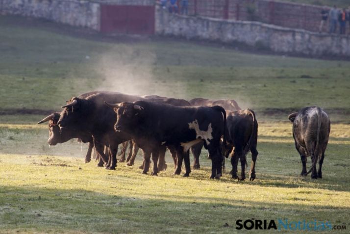 Imagen de los toros en Valonsadero/ MF