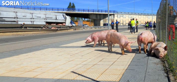 Algunos de los animales y el camión volcado al fondo./SN