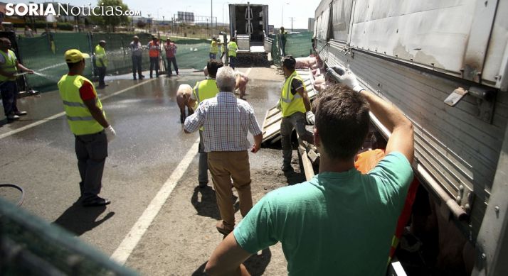 Imagen del embarque de los animales. /SN