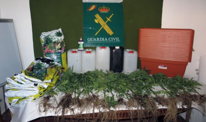 Plantas y efectos incautados. /GC