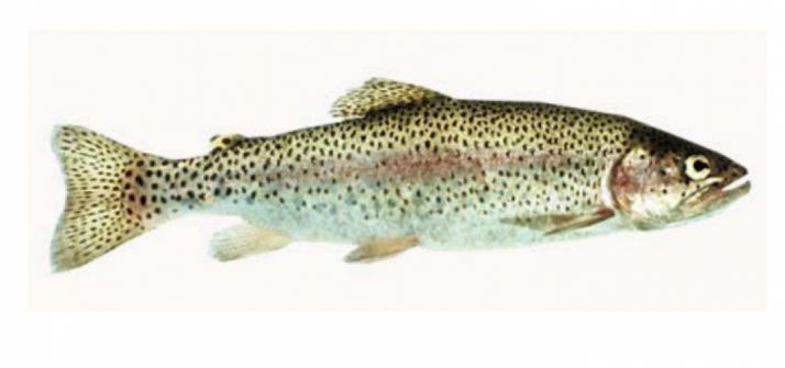 Una trucha de la variedad arco iris.