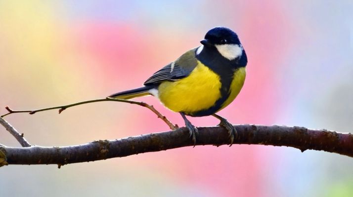 La ornitología, valor turístico.