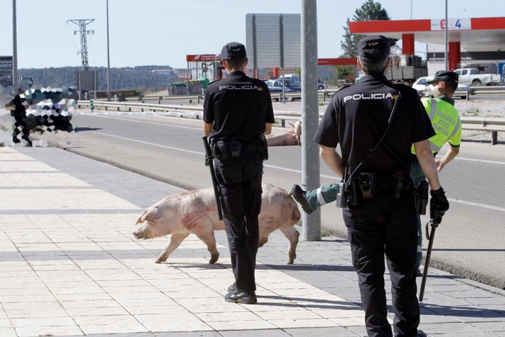 Indignación animalista por el trato a los cerdos en el accidente del Caballo Blanco