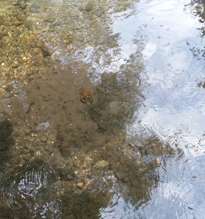 Los cortes de riego afectan a fauna, cultivos e incluso accidentes de tráfico