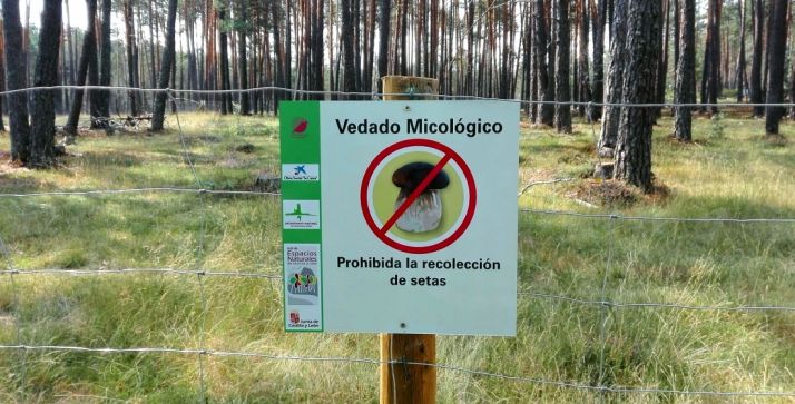 El área cuenta con riego automatizado./Jta.