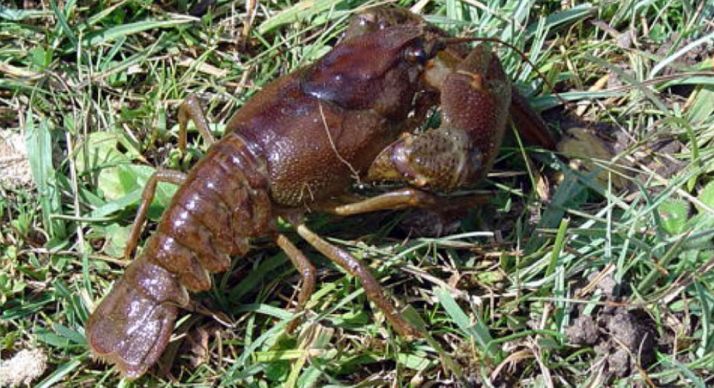 Ejemplar de cangrejo autóctono.