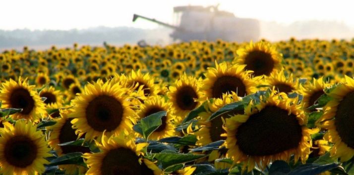 Labores de cosecha de girasol en un campo de la provincia.