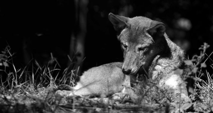 La Mesa del Lobo preparara la visita de la delegación de la Comisión Europea el lunes