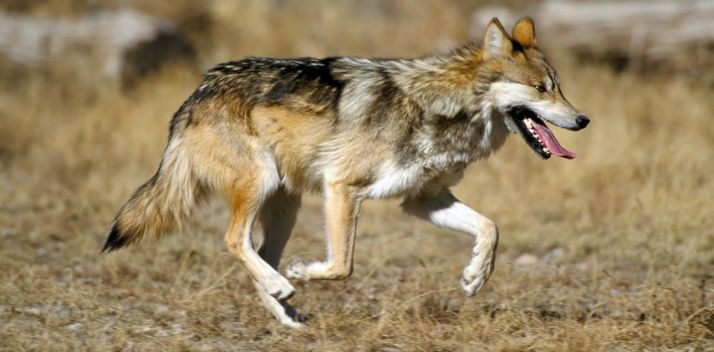 Representantes de Europa plantean flexibilidad para la coexistencia del lobo y la ganadería 
