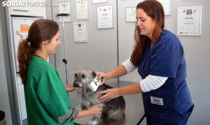 Implantación de un microchip a un perro./SN