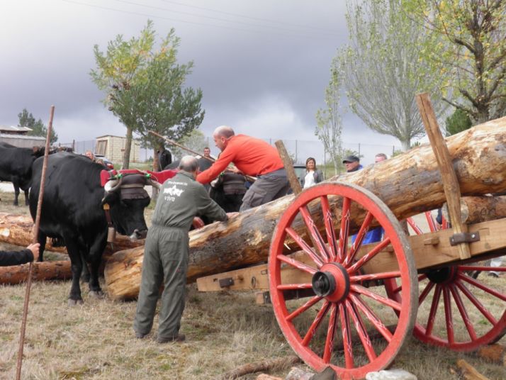 Carrreta de pinos junto a una vaca serrana soriana.