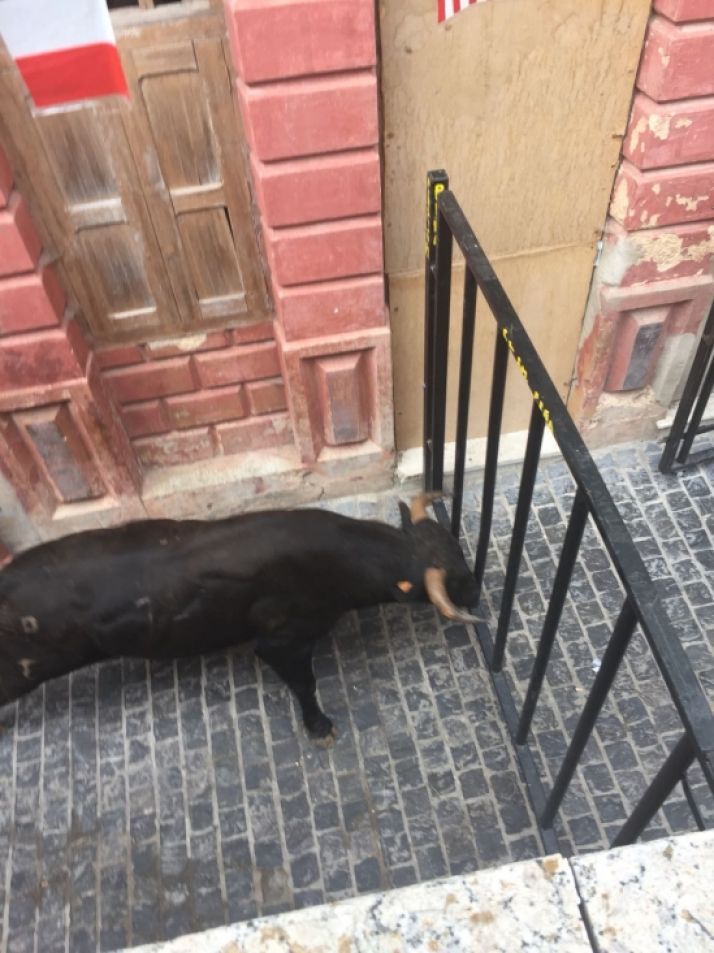 Encierro y comida popular para el penúltimo día de San Miguel en Ágreda