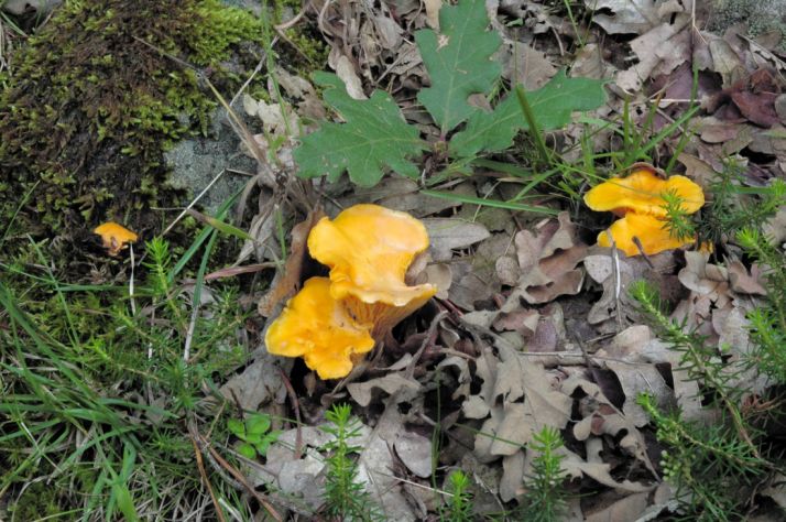 Un cantharellus cibarius.
