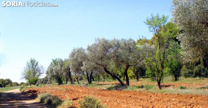 Almendros en una explotación. /SN
