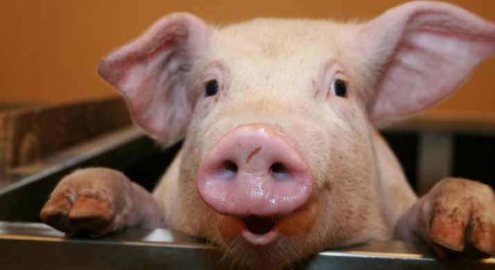 La producción de carne de porcino de CyL superó las 568.000 toneladas en 2016