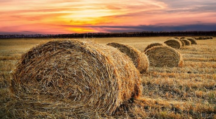 Pacas de paja tras la cosecha. 