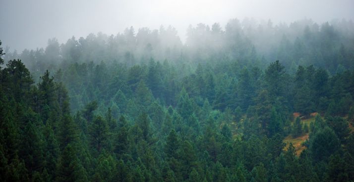 Zona boscosa en los Pinares sorianos. 