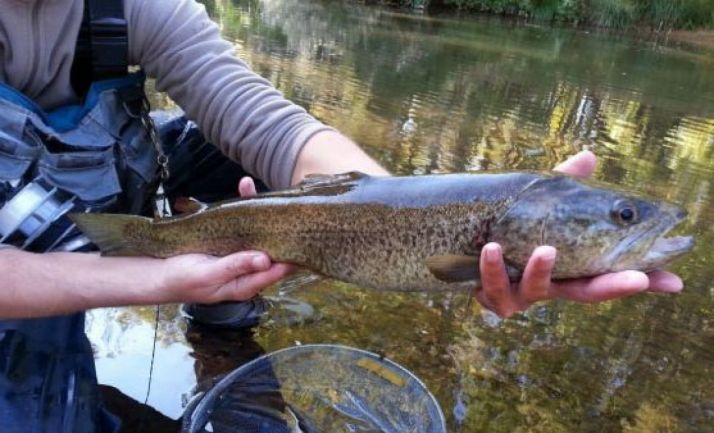 Aprobado el decreto que regula la pesca en Castilla y León