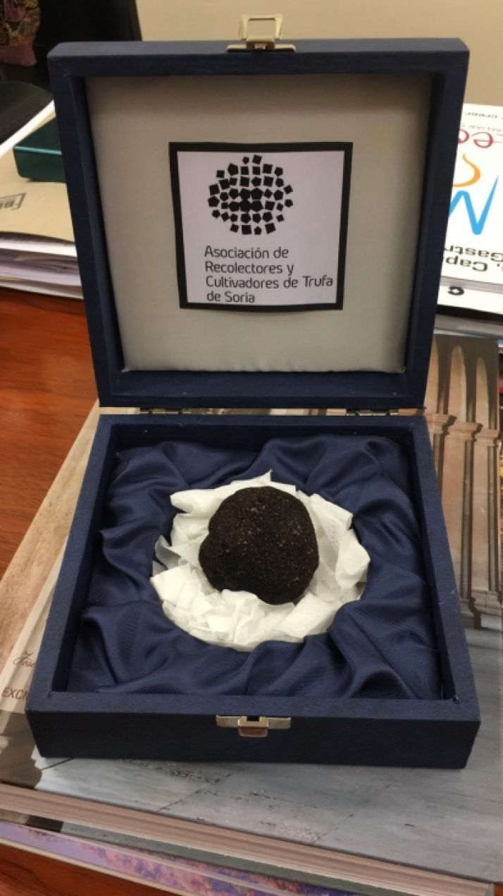 Los truficultores sorianos obsequian la maestría de Plácido Domingo con un magnífico ejemplar